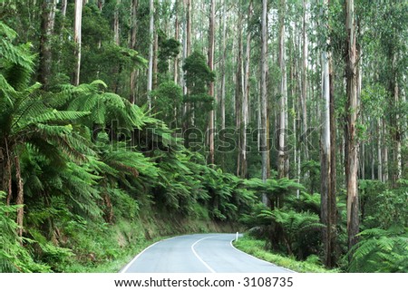 Mystic Mountains, Victoria, Australia ~ with lush tree ferns and towering mountain ash eucalyptus trees.