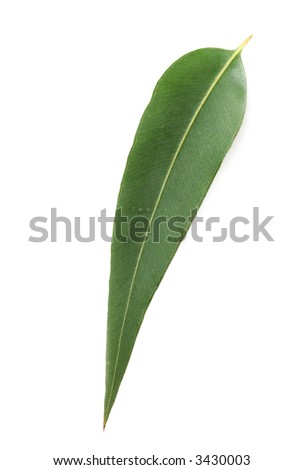 Australian Gum Leaf