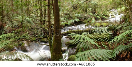 Rainforest river panorama, with tree ferns, mossy boulders, and ancient myrtle beech trees.  Yarra Ranges, Victoria, Australia.  XL file.