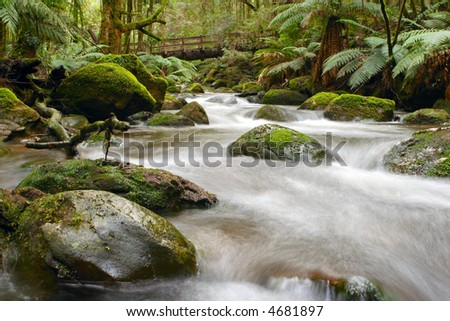Moss-covered boulders, tree ferns and ancient myrtle beech trees, Yarra Ranges, Victoria, Australia.  Bridge formed from a fallen tree trunk.