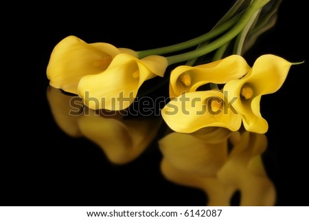 Golden calla lilies, reflected on black surface.