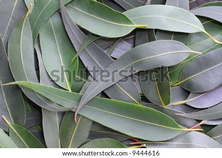Gum leaves form a full-frame natural background.  The subtle grey green tones of the Australian bush.