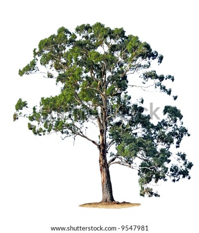A Single Gum Tree, Isolated On White. Stock P