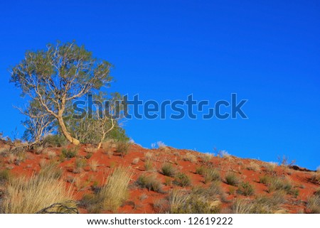 Gnarled Gum Tree