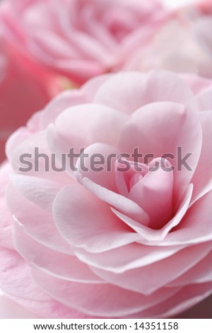 Glorious pastel pink camellia flowers, with soft focus.  This is a variety called \