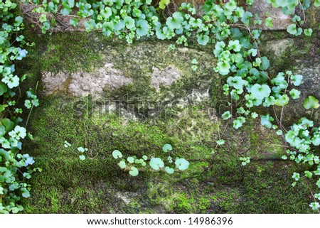 Close-up of stone wall covered in moss and vines.  Would make a good background.