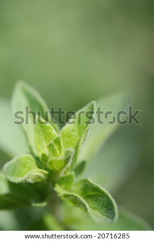 Oregano, in close-up in herb garden in early morning sunlight.  Lots of copy-space.