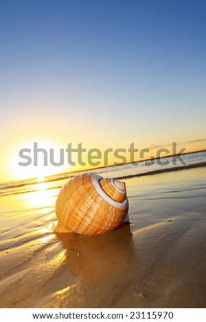 Seashell at the water\'s edge, with sunset behind.