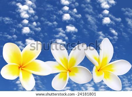 Frangipani or plumeria flowers against brilliant blue sky with fluffy white clouds.