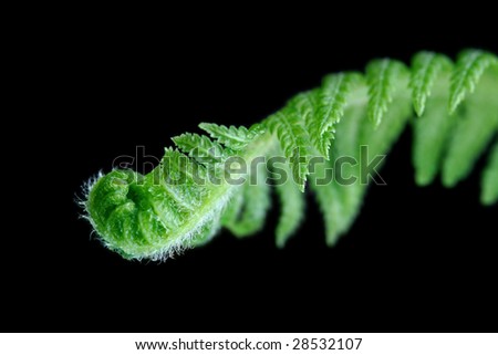 Unfurling tip of a fern frond, isolated on black.  New growth on a tree fern.