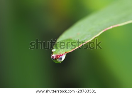 Gum Leaf with raindrop.  Shallow depth of field, with blurred background.