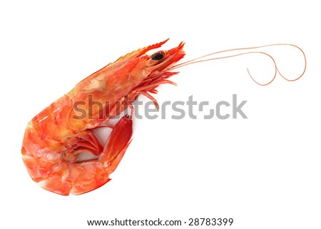 Shrimp Prawn