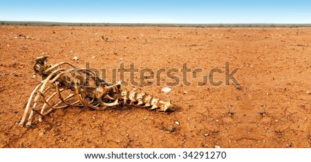 Animal skeleton in arid red desert.  Outback New South Wales, Australia.