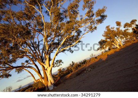 Gum trees in sunset light, in a dry river bed in outback Australia.