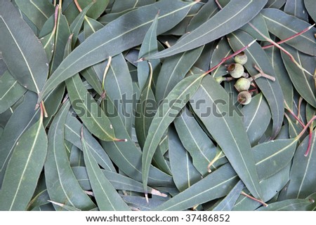 Eucalyptus leaves and gum nuts form a full-frame background.