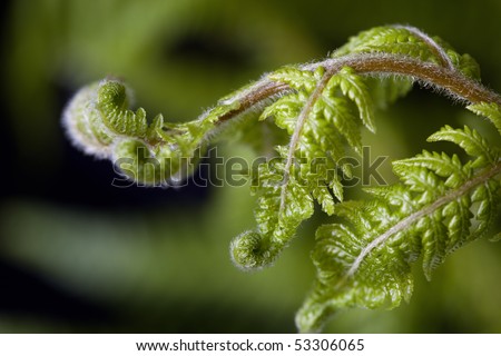New fern frond unfurling, over blurred background.  Shallow depth of field.