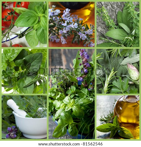 Collage of fresh herb images.  Includes basil, parsley, oregano, thyme, sage,and rosemary.