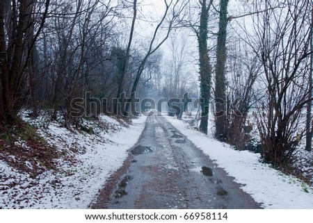 forest in winter with a countryside street and water and tree