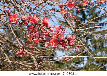 red flowers bloom in early spring when the branches