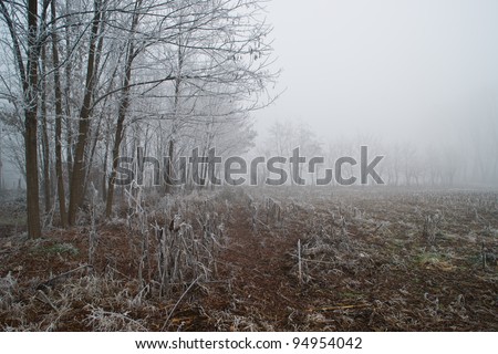 Frozen Iced Wood into the winter season