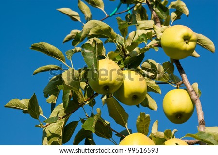 yellow apples attached to a tree already \'ripe to be harvested in a blue sky