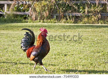 Cock Runs on a lawn