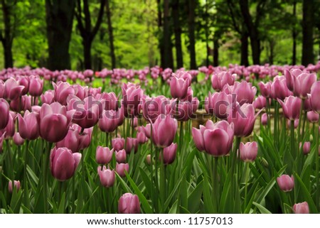 Pink (or light purple) tulips