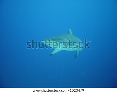 Large Reef shark turning away