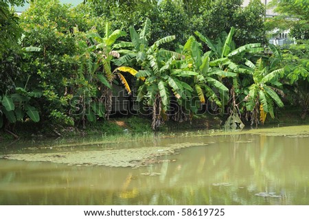 Banana Tree Plantation