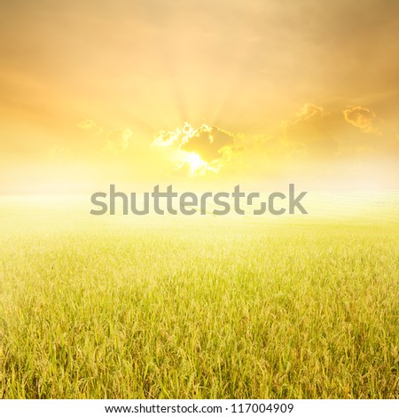 Yellow rice field and sunset for background Yellow rice field and sunset for background