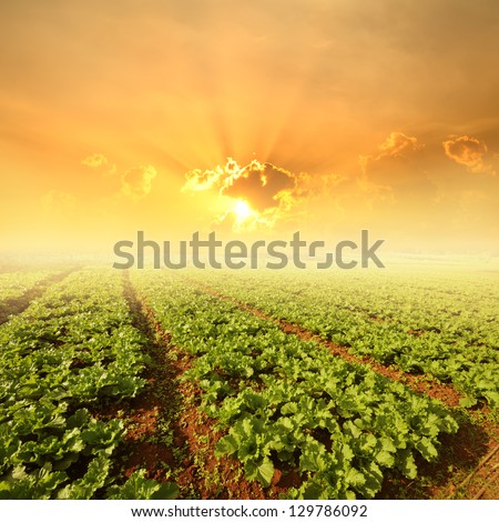 Vegetables fields and Sunset