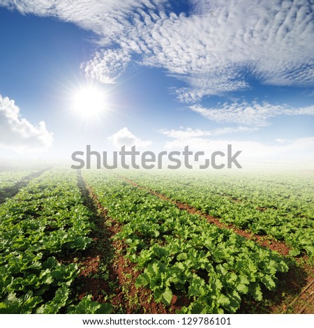 Vegetables fields and Sun Sky