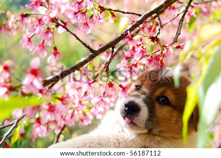 stock photo Dog and Sakura flower