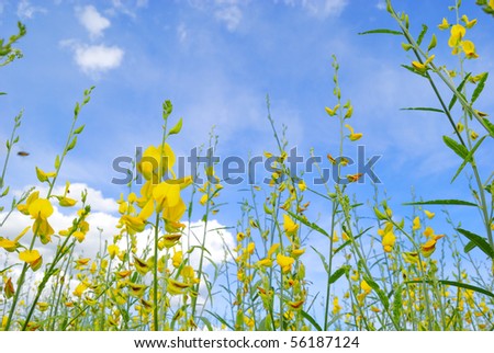 yellow thai flower and sky