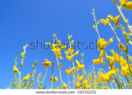 yellow thai flower and sky