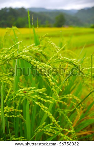 Rice farm in Chiangmai Thailand