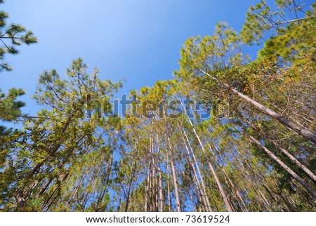 pine trees form Chiangmai Thailand
