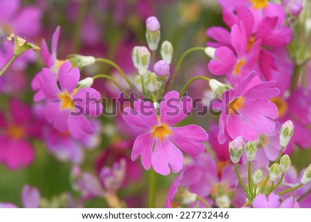 Green garden and colorful flower around the house.