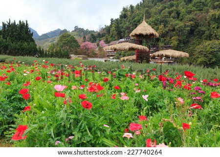 beauty garden scene with many color plants