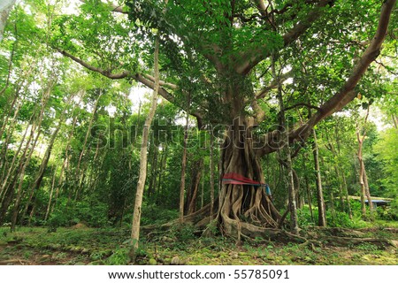 Ficus Bonsai Tree on Big Banyan Tree In Thegreenery Jungle  Thailand  Stock Photo 55785091