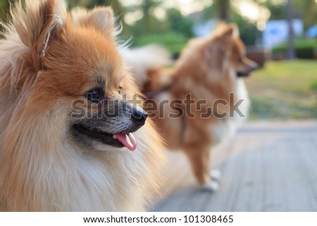face of pomeranian dogs in home garden
