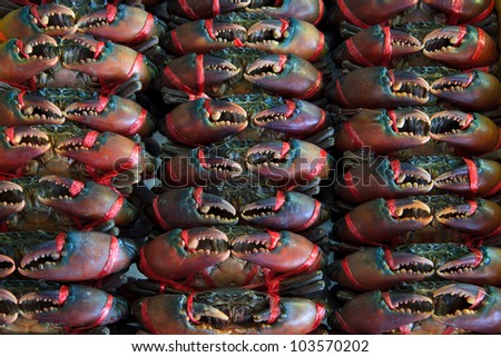live crab ready for sale to be cooking