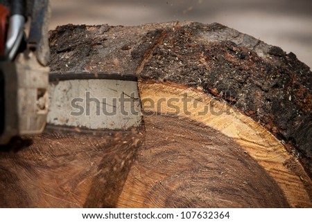 worker man cutting tree by chain saw engine