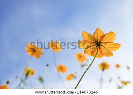 yellow cosmos flower and bee insect flying for honey food in flora garden