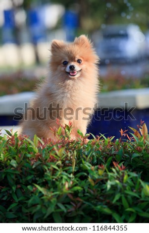 face of pomeranian dog in village home garden