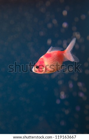 gold fish in middle water with bubble water background
