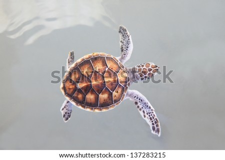 little sea turtle swimming in sea water marine life theme