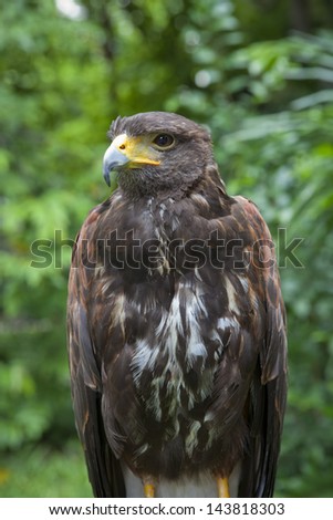 close up face of falcon bird in green forest use for natural scene