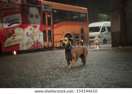 BANGKOK THAILAND - SEP14  : street dog crossing sudden flood after hard rain storm attack in the heart of Bangkok on September14,2013  in Bangkok  Thailand