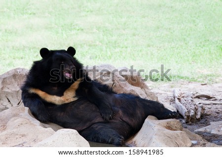 malayan sun bear lying on ground in zoo use for zoology animals and wild life in nature forest